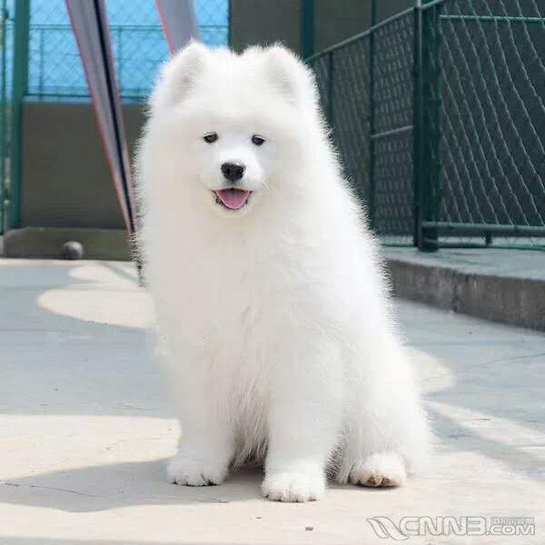 澳版 熊版萨摩幼犬 纯种公母齐全可以做健康体检