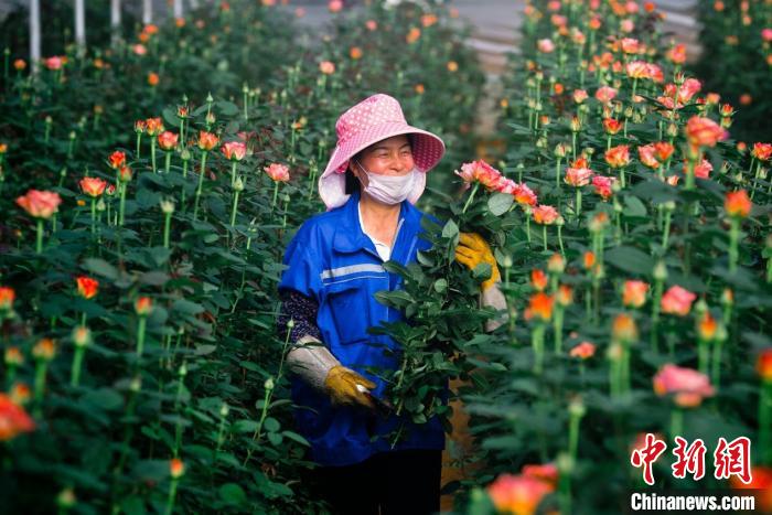 县长区长带百万网友"云"赏花 破解疫下"云花"滞销之痛