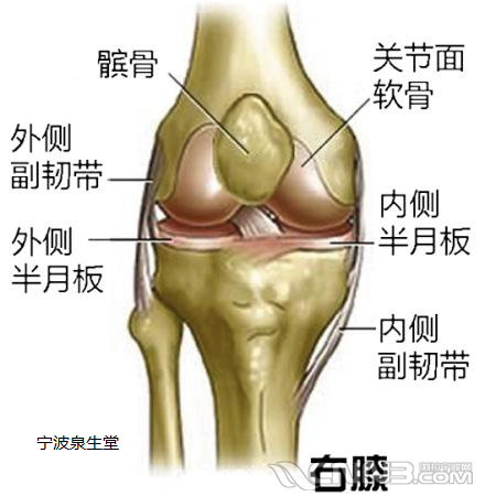 膝关节的运动,韧带和肌肉