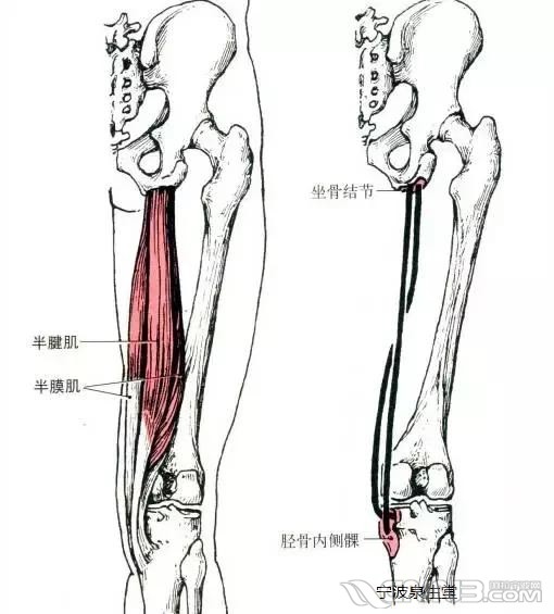 膝关节的运动,韧带和肌肉