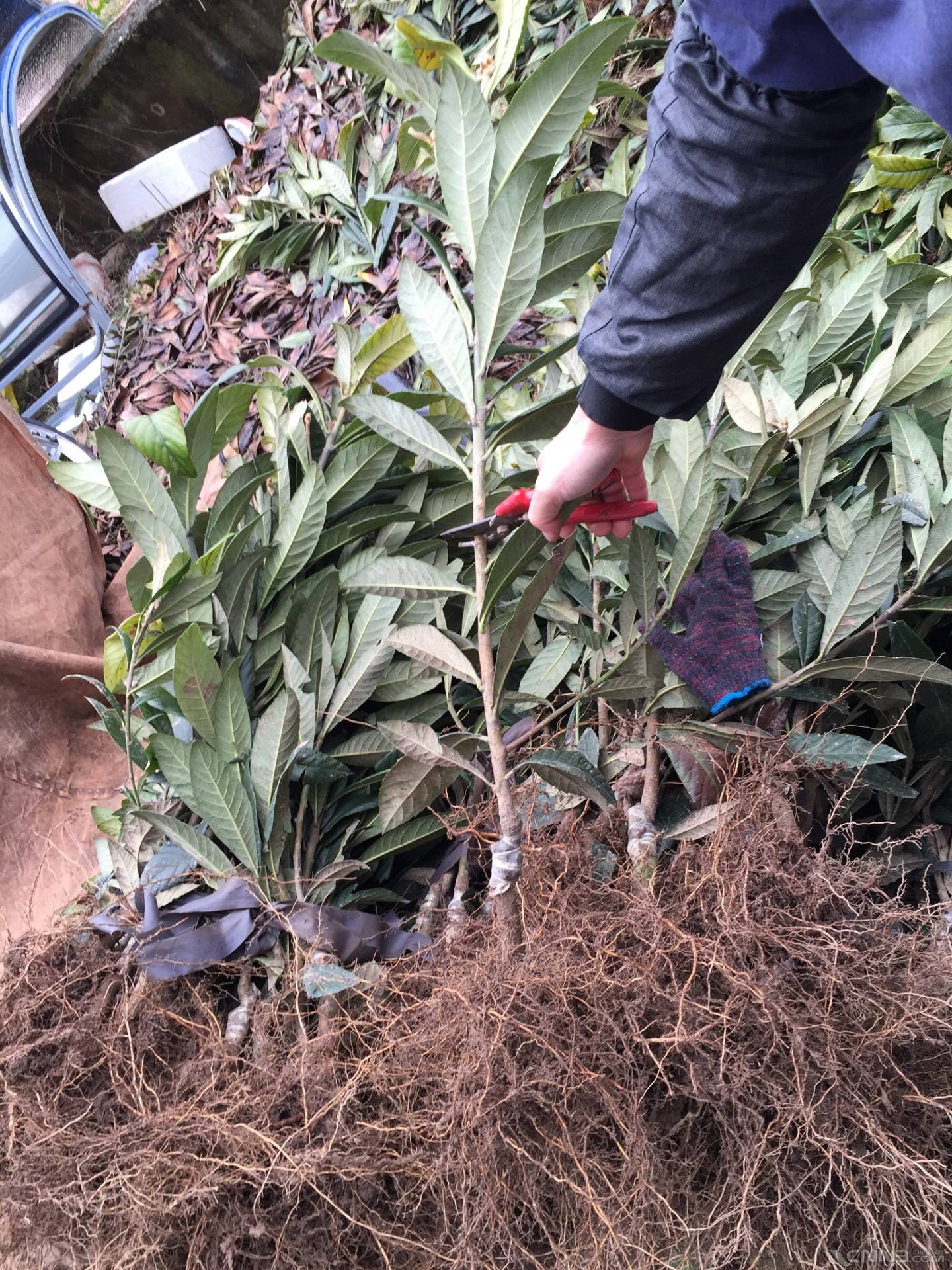 宁波宁海建国白枇杷果树苗种植要求分享作业