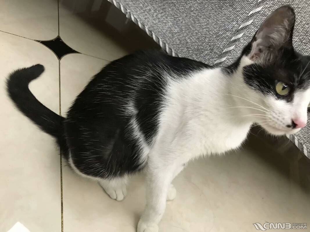 寻猫-奶牛猫 - 宠物·花草 - 新北仑 - 阿拉宁波网