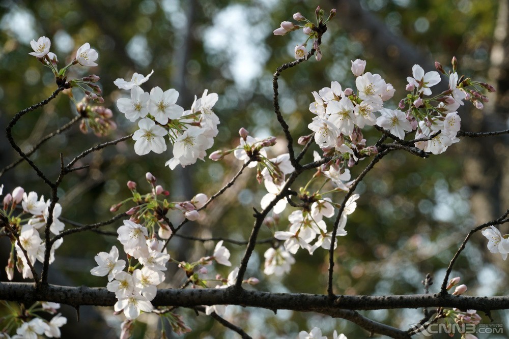 满城樱花绽放,只待君来赏