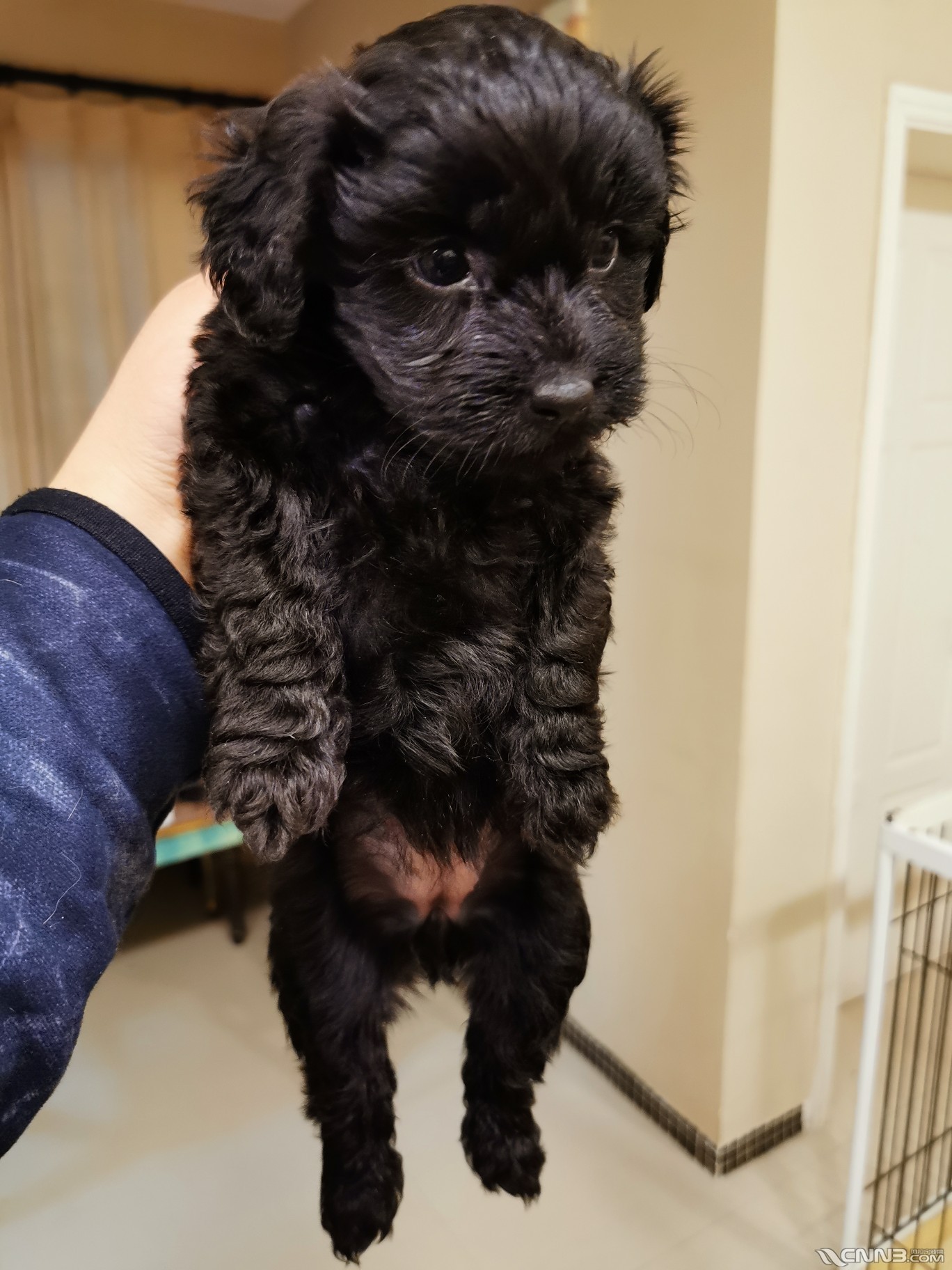 品相不错的泰迪串串