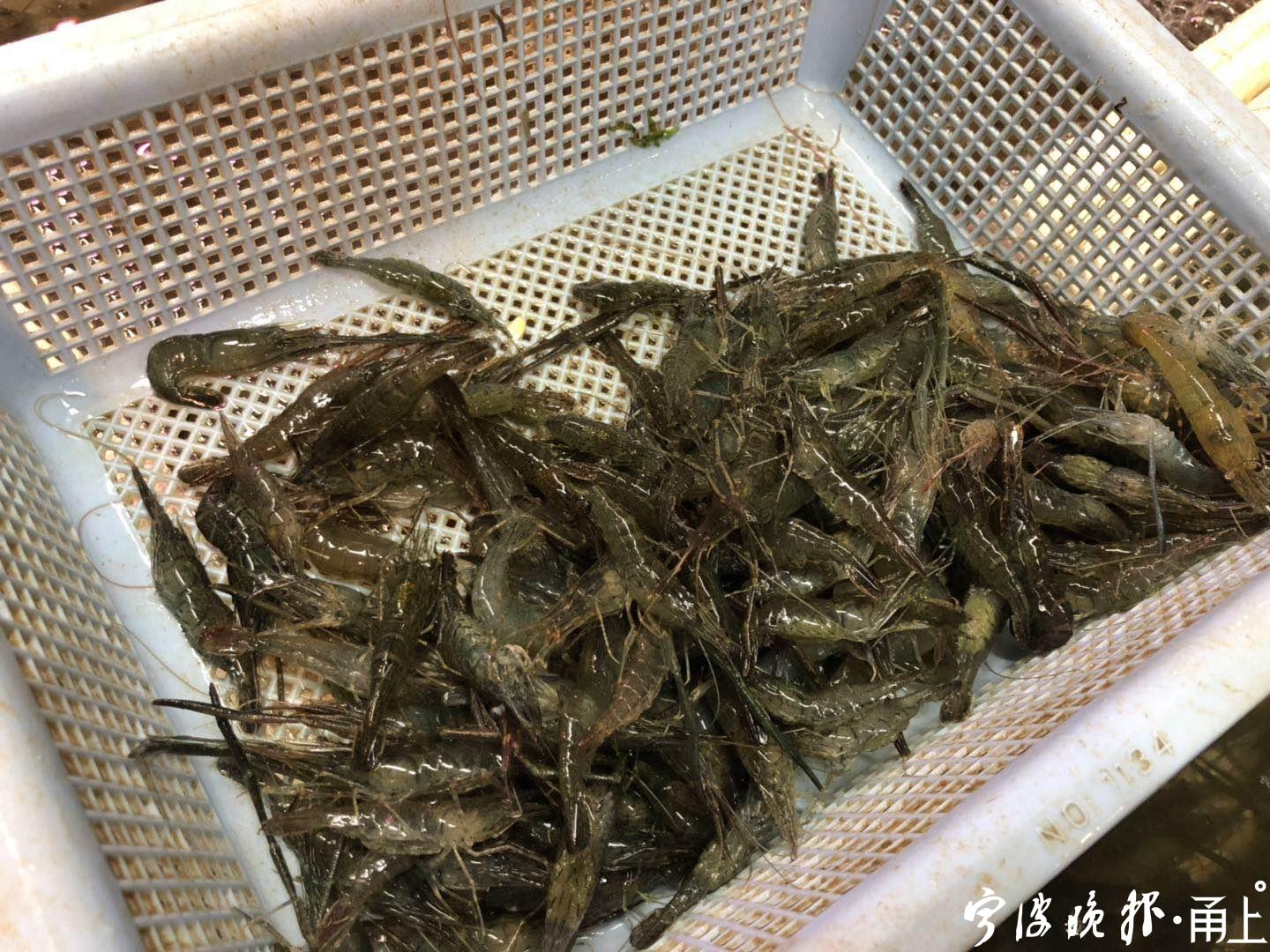 最贵时100一斤,现在的价格只要之前的一半