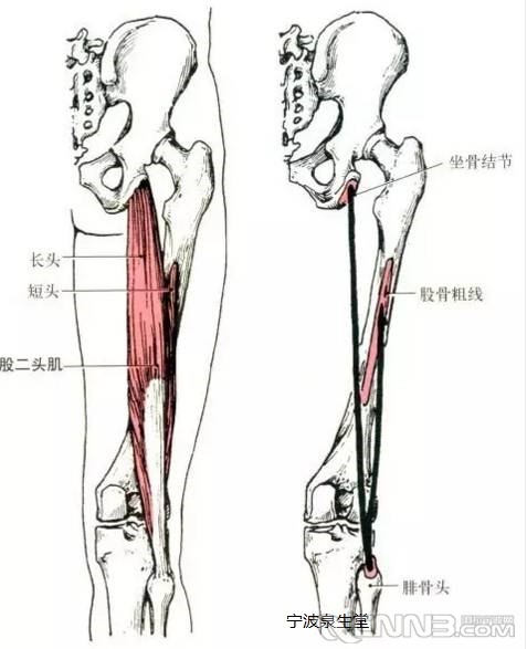 股二头肌.png