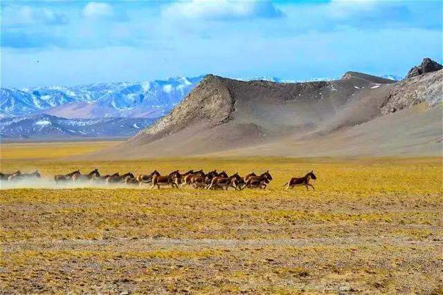 未經備案禁止前往玉樹州可可西里自然保護區旅遊