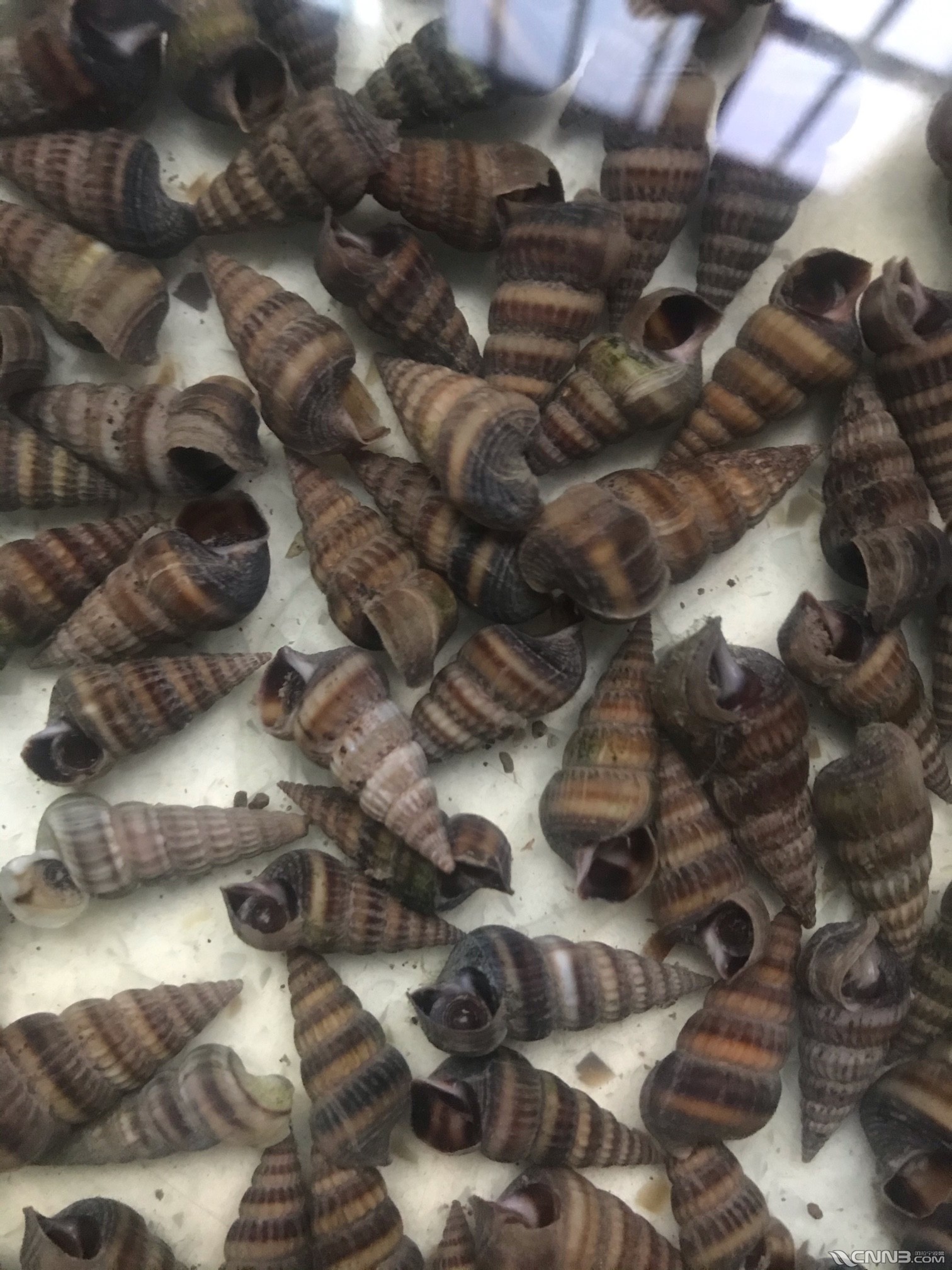 咨询一下这个是什么螺蛳