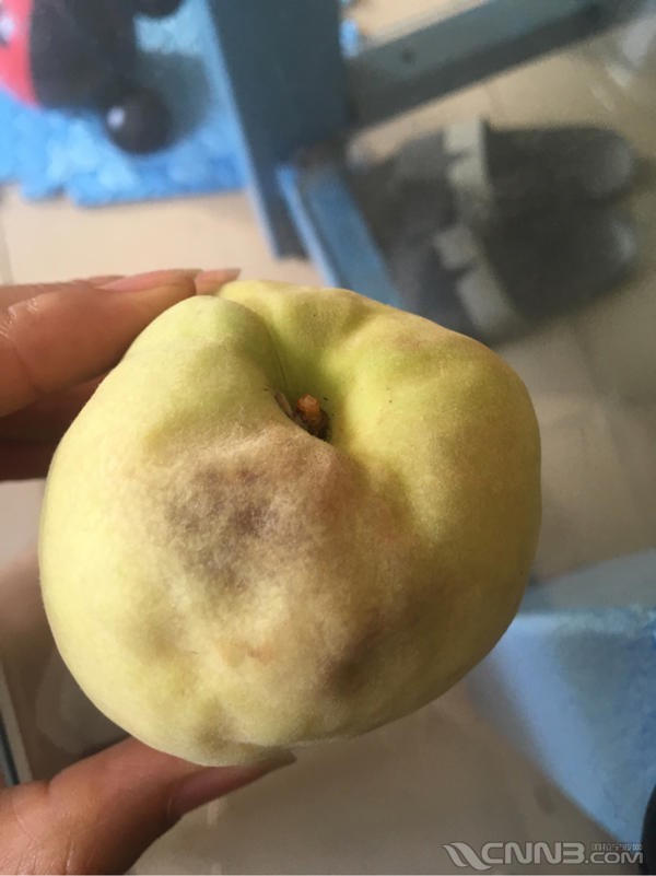 同事给了我一个坏的桃子丢垃圾桶的时候被她看到了