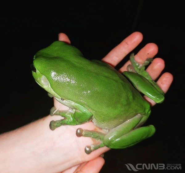 活体宁波海关截获的树蛙竟是艾滋克星