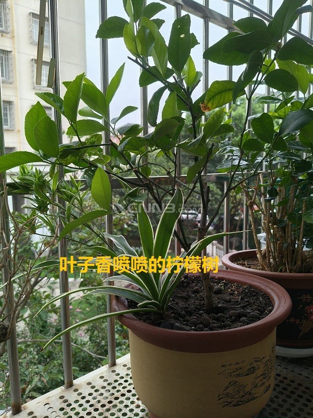 IMG20240910065109.jpg