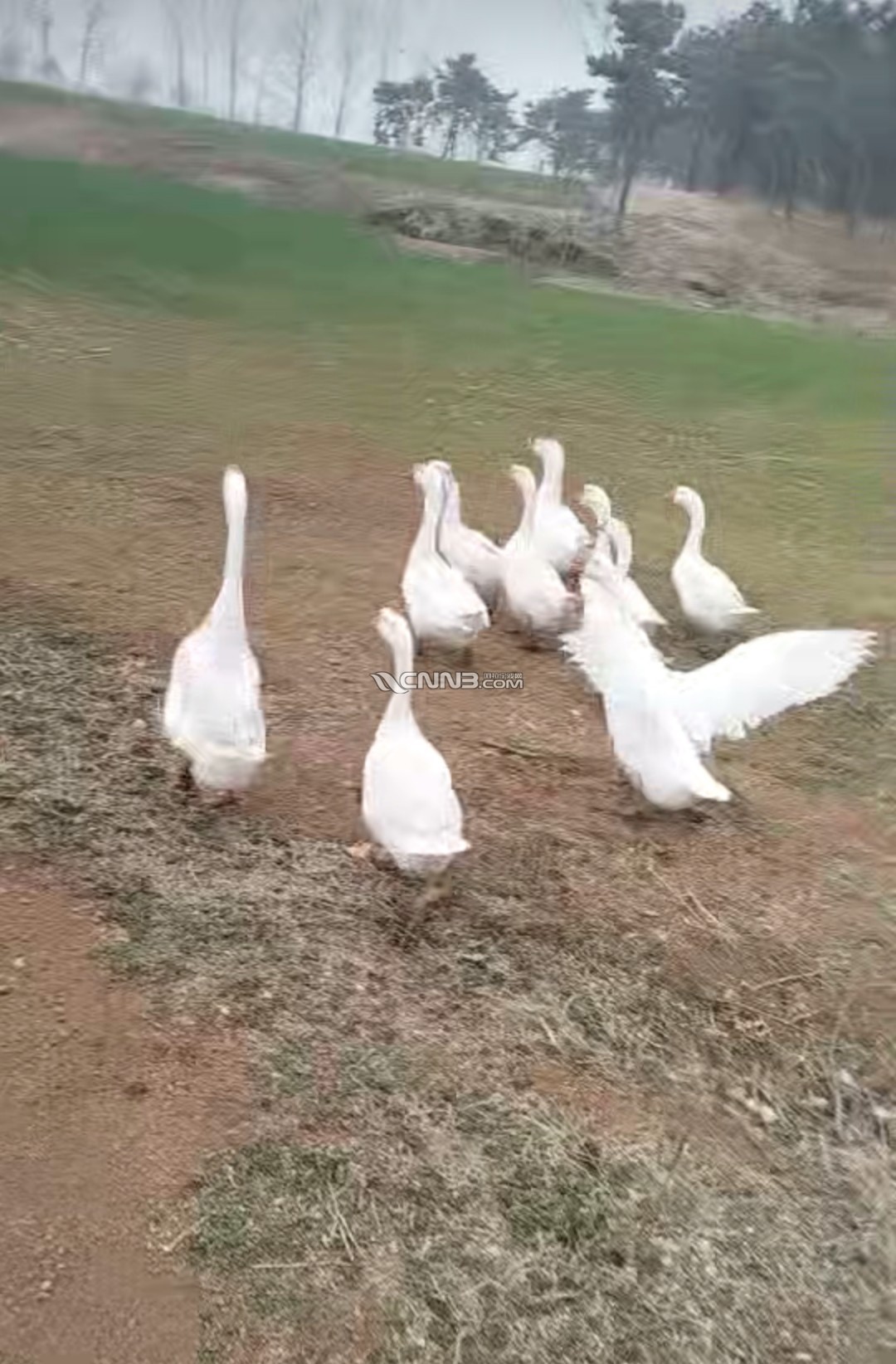 1774958958567418_330.png